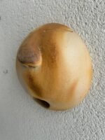 Bocejo Redondo G - Imagem 3